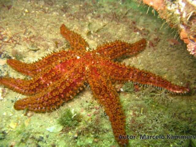 Coscinasterias tenuispina